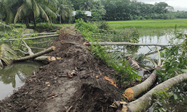 নাজিরপুরে শত্রুতার জেরে শতাধিক ফলদ গাছ কর্তন