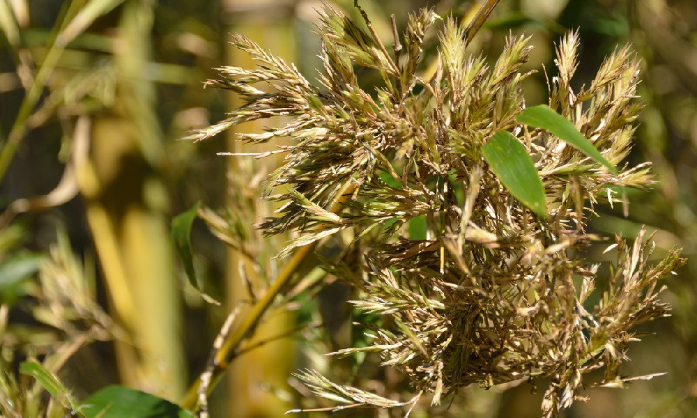 বাঁশের ফুল : প্রকৃতির বিস্ময়!