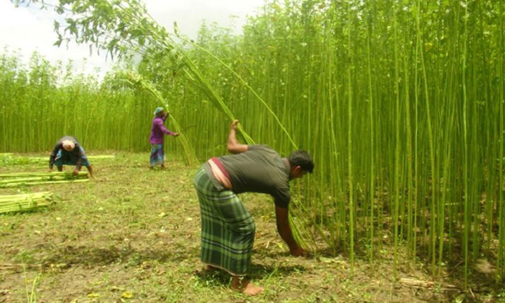 ফরিদপুরে পাট নিয়ে দুশ্চিন্তায় চাষিরা