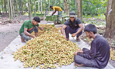 ২০ কোটি টাকার লটকন উৎপাদন