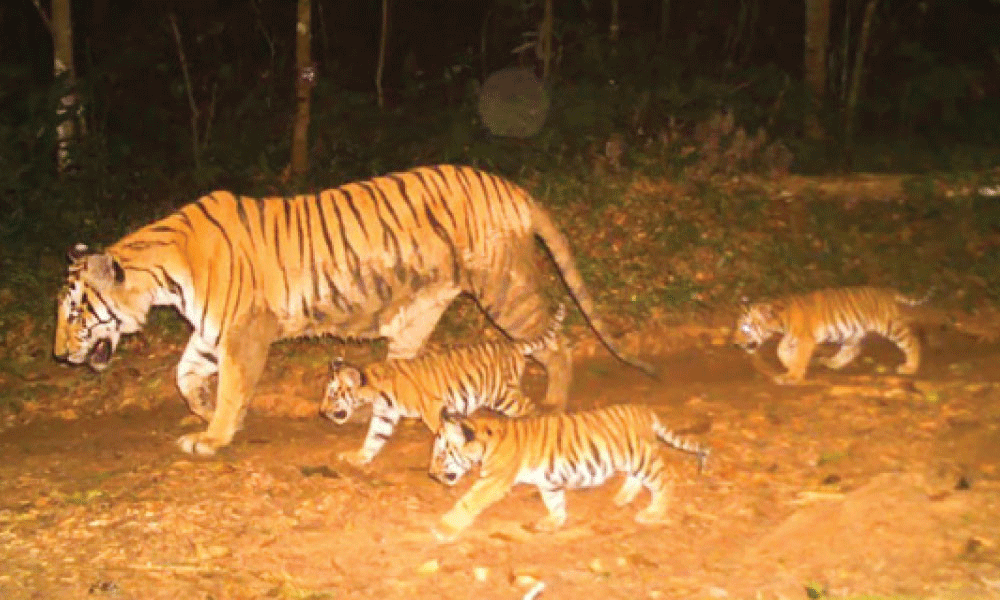 বাঘ নিয়ে আশার আলো দেখাল যে বন