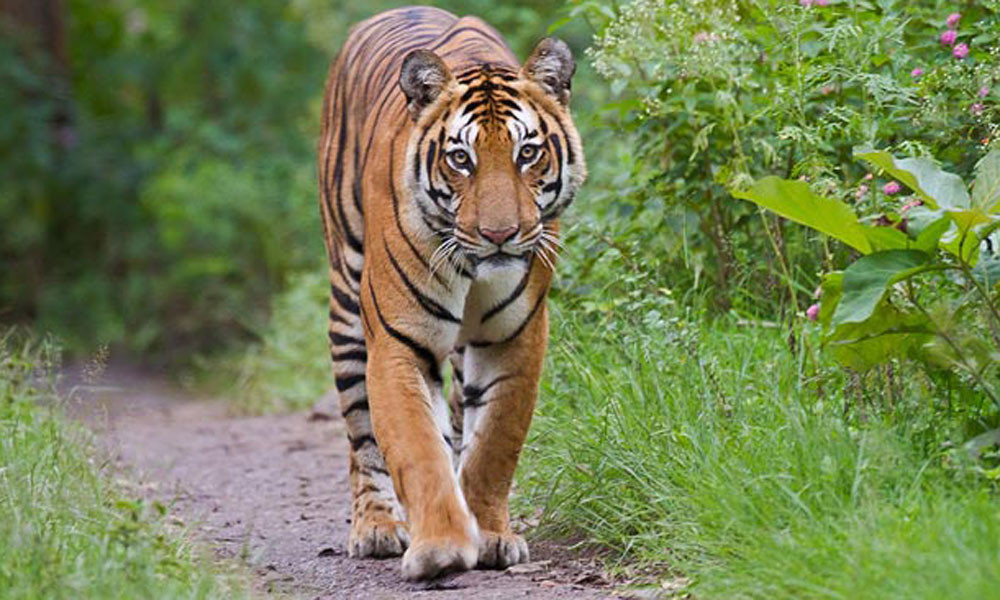 বাংলাদেশে বাঘ বেড়েছে