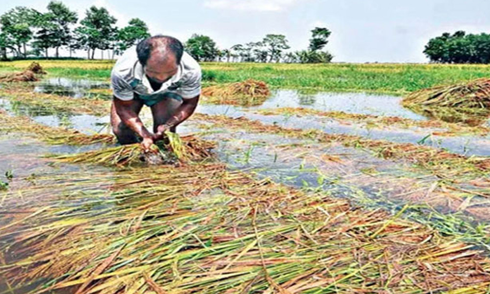 বন্যায় ক্ষতিগ্রস্ত ২ লাখ ৩০ হাজার হেক্টর আবাদি জমি!