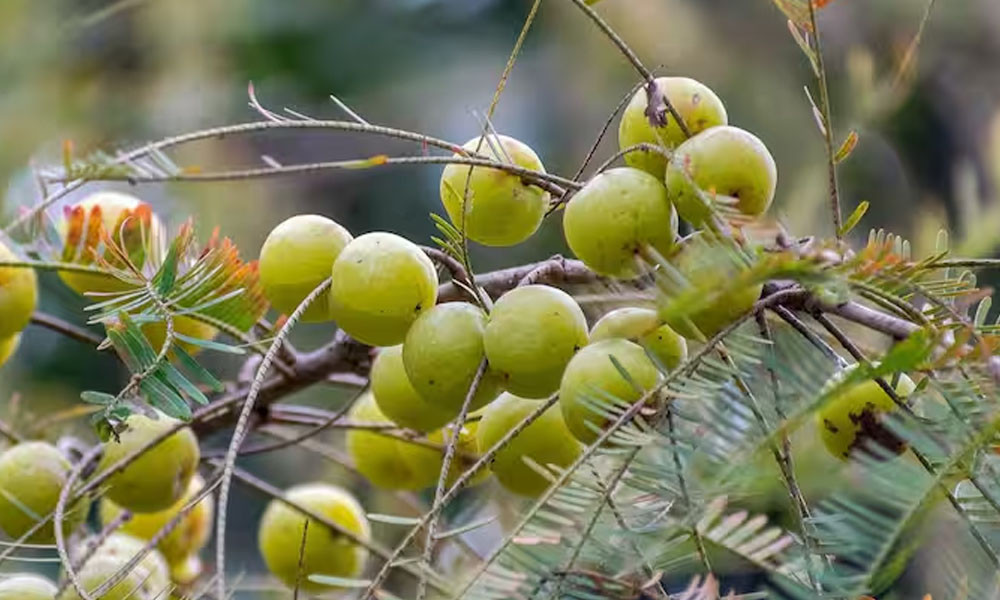 জ্বর-সর্দিসহ যেসব রোগের মহৌষধ আমলকী