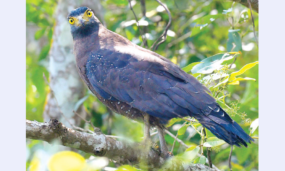 তিলাবাজ হয়েছে তিলাইগল