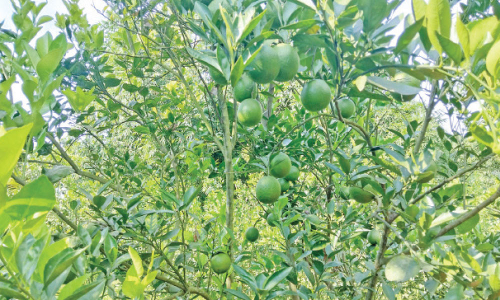 মিশ্র ফল বাগানের মডেল সুফলা অ্যাগ্রো