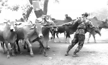 অবাধে আসছে চোরাই গরু