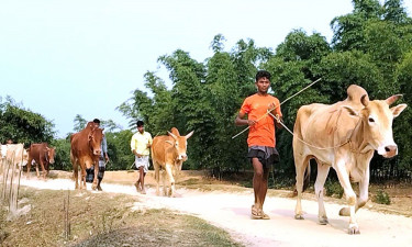 রামু ও নাইক্ষ্যংছড়ি সীমান্ত দিয়ে অবাধে আসছে চোরাই গরু!