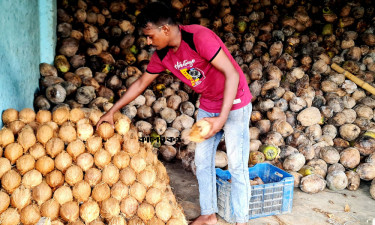 বগুড়ায় নারকেলের দাম বেশি হওয়ায় নাড়ু-মোয়া তৈরিতে ভাটা