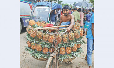 মধুপুরের আনারসের জিআই স্বীকৃতিতে আনন্দিত জেলাবাসী