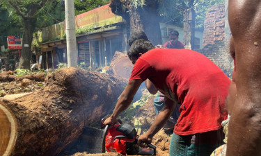 দোকানের শোভাবর্ধনে অর্ধশতবর্ষী সরকারি গাছ কর্তন