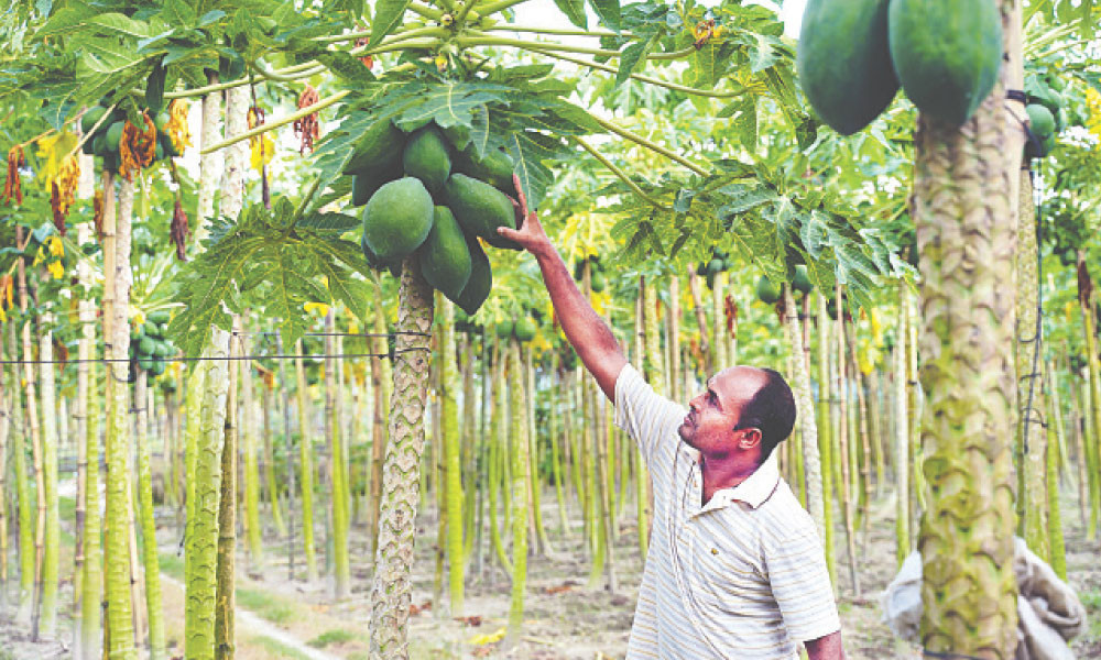 কৃষি : পেঁপে বেচে লাভ পাঁচ লাখ