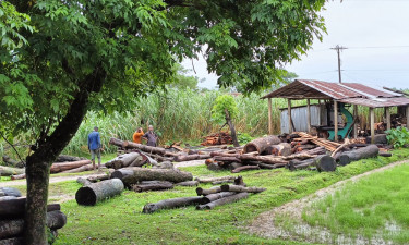 অবৈধভাবে গড়ে ওঠা করাতকলের জমজমাট ব্যবসা