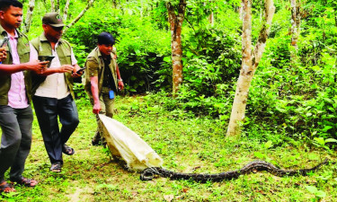 বান্দরবানে ধানক্ষেতে ধরা পড়ল অজগর