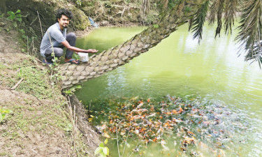 রঙিন মাছে রঙিন দিন