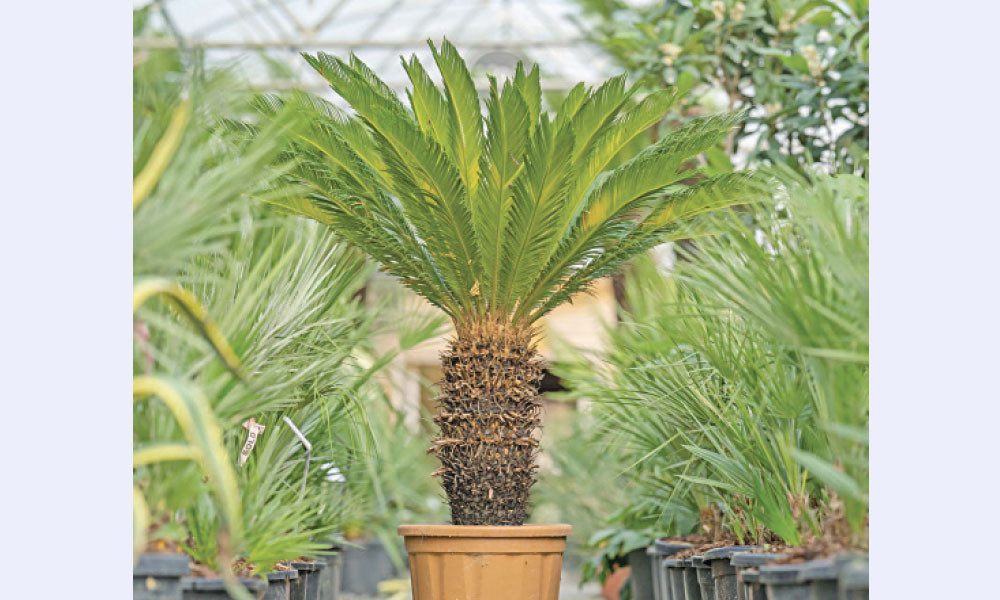 Boy ayollar bilan jinsiy aloqa Qizi ATS bilan jinsiy aloqada