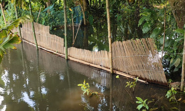 খালে আড়াআড়ি বাঁধ দিয়ে মাছ শিকার, জলাবদ্ধতায় ক্ষতিগ্রস্ত কৃষক