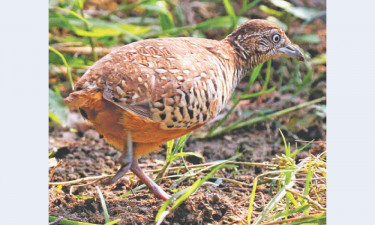 নাটাবটেরার নাটকীয় জীবন