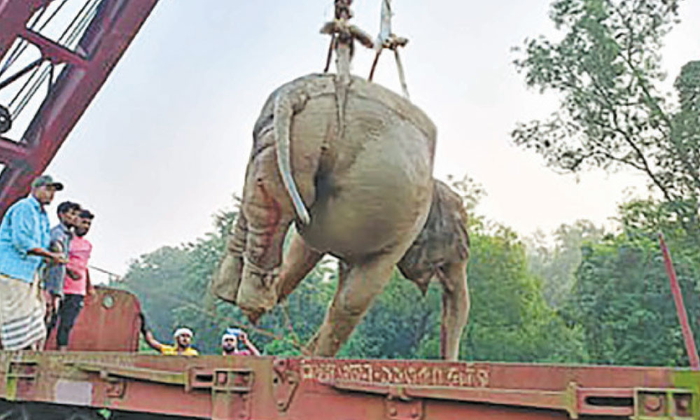 ট্রেনের ধাক্কায় আহত সেই বুনো হাতিটি মারা গেছে