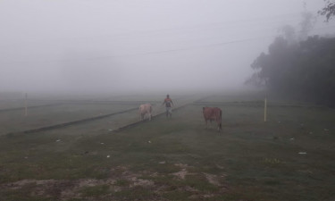 ঘন কুয়াশার চাদরে ঢাকা পড়েছে দিনাজপুর