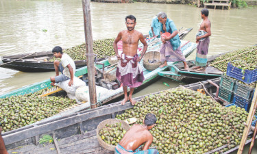 ভাসমান হাট থেকে স্বরূপকাঠির আমড়া যাচ্ছে দেশজুড়ে