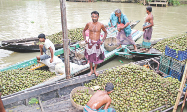 স্বরূপকাঠির ভাসমান হাটের আমড়া যাচ্ছে সারা দেশে