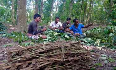 মণিরামপুরে চুইগাছ চুরি