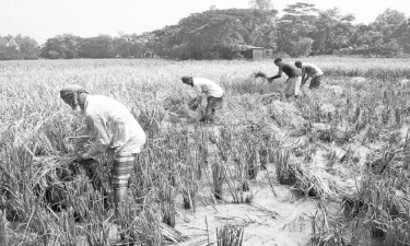 বন্যার পরও আউশের বাম্পার ফলন