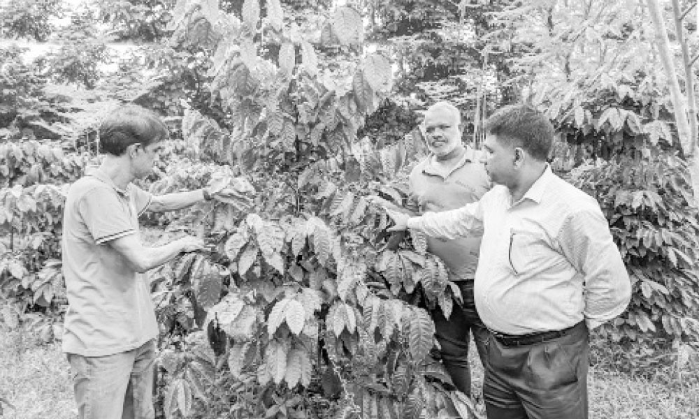 দেশের চাহিদা মিটিয়ে কফি রপ্তানির আশা