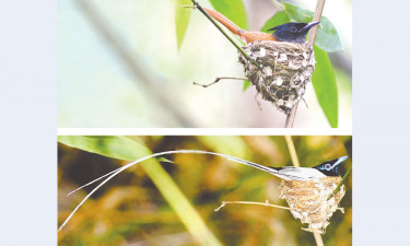 এক দেশে তিন শাবুলবুলি