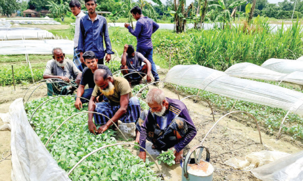 সবজির চারা বিক্রিতেই ২০ কোটি টাকার ব্যবসা!