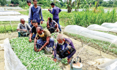 সবজির চারা বিক্রিতেই ২০ কোটি টাকার ব্যবসা!