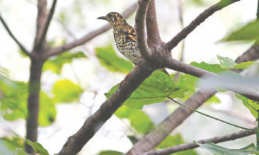 পরিযায়ী পাখি আঁশটে দামা