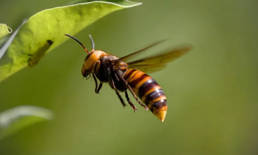 ভালুকায় ভিমরুলের কামড়ে শিশুর মৃত্যু, আহত ৫