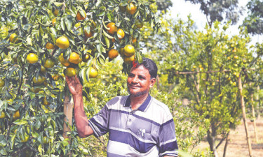 অর্থকরী ফল : কমলা-মাল্টায় ভরপুর মতিউর