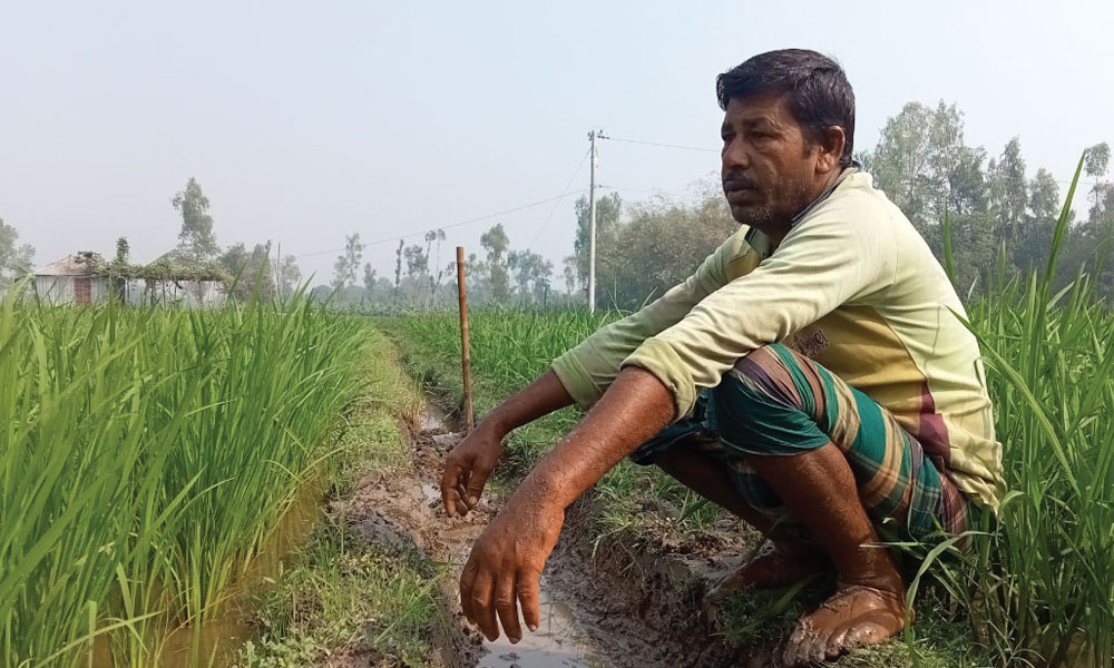 কৃষক ঠকিয়ে ২৫০ শতাংশ লাভ ব্যবসায়ীদের