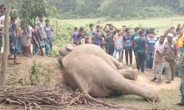 পাহাড়ি এলাকা থেকে বন্য হাতির মরদেহ উদ্ধার