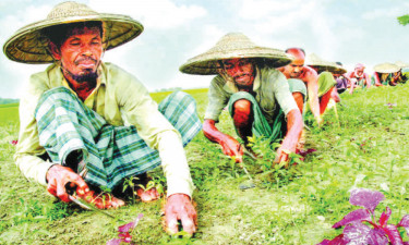 মাথাল