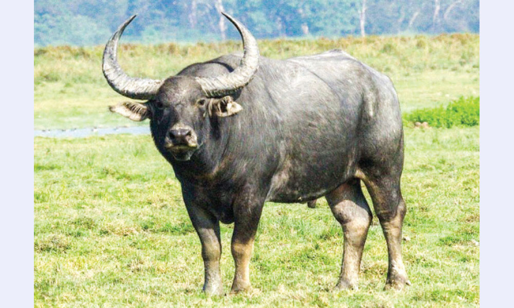 মহিষ