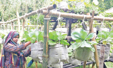 ঝুলন্ত বাগানে সফলতার স্বপ্ন বুনছেন পলি