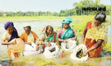 শামুক বিক্রি করে সংসার চলছে শার্শার ৭ শতাধিক পরিবারের