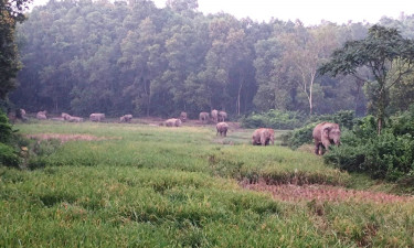 শেরপুরে ১০ বছরে ২৭ হাতির মৃত্যু