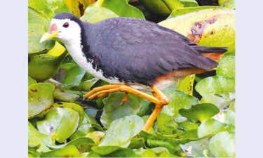 ডাহুকের ডাক আজ আর নেই