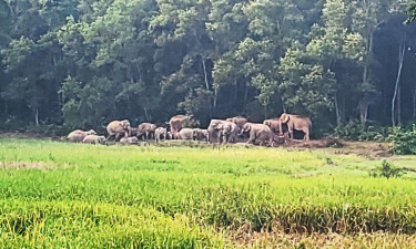 শেরপুর সীমান্তে হাতি-মানুষে ‘যুদ্ধ’ বাড়ছে