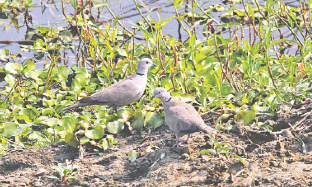 গ্রামীণ প্রান্তরের কণ্ঠীঘুঘু