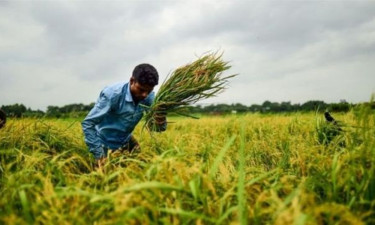 কৃষিখাদ্যে ১৪ লাখ কোটি টাকা ‌'অদৃশ্য খরচ' বাংলাদেশের!