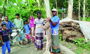 ঝিনাইদহে মেছো বাঘ পিটিয়ে মারল গ্রামবাসী