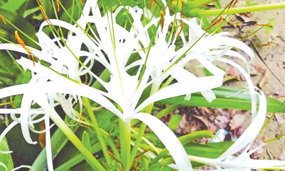 কেয়া ফুল
