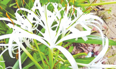 কেয়া ফুল