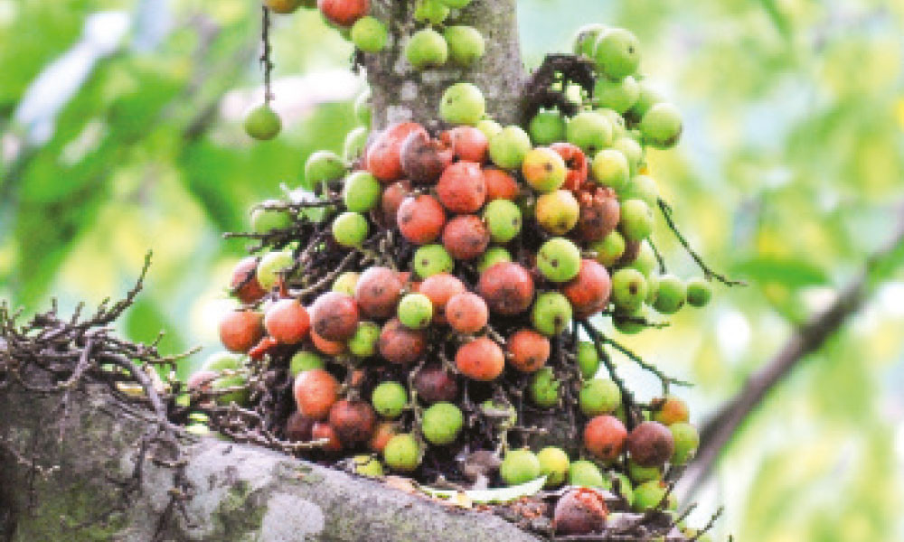 ডুমুর